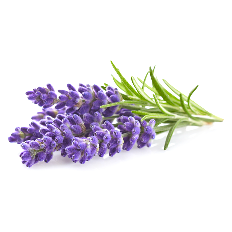 Lavender.png